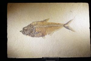 Diplomystus Fossil Fish, from Green River Formation, Wyoming, USA (No.176)