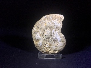 Hildoceras Ammonite, from Somerset, England (No.18)