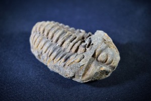 Flexicalymene Trilobite, from Morocco (No.722)