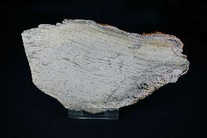Strelley Pool Stromatolite, from Strelley Pool Formation, Pilbara, West Australia (REF:SS2)
