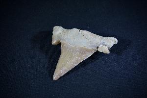 Otodus obliques Lamna Shark Tooth, from Khouibga, Nr Oued Zem, Morocco (No.23)