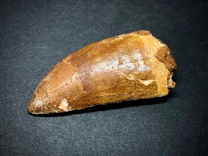 Carcharodontosaurus Tooth, from Morocco (No.3)