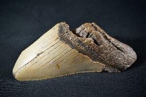 Megalodon Shark Tooth, from South Carolina, U.S.A. (REF:MT16)