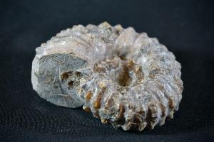 Douvilliceras Ammonite, from Madagascar (REF:DA2)