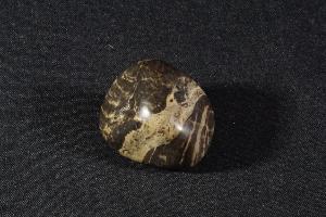 Polished Acaciella Stromatolite, from Bitter Spring Formation, Ross River, Northern Territory, Australia (REF:SS22)