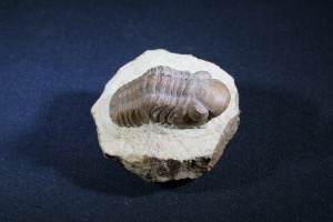 Geesops Trilobite, from Morocco (No.94)