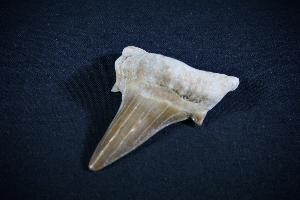 Otodus obliques Lamna Shark Tooth, from Khouibga, Nr Oued Zem, Morocco (No.27)