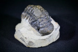 Crotalocephalus Trilobite, from Morocco (No.471)