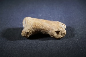 Ursus Spelaeus (Cave Bear) Toe Bone from The Carpathian Mountains, Romania (No.122)