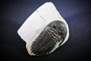 Metacanthina Trilobite, from Morocco (No.97)