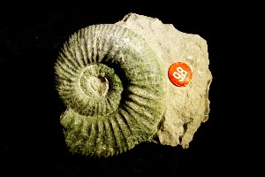 Orthosphinctes Ammonite, from Germany (No.98)