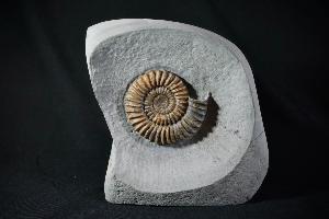 Arnioceras semicostatum Ammonite, from Dorset, Jurassic Coast, Monmouth Beach, Lyme Regis, UK (REF:ASA2)