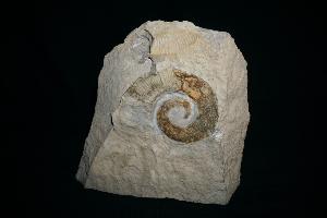Crioceras Heteromorph Ammonite, from Drôme, France (REF:21)