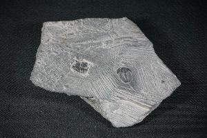 Elrathia kingii Trilobite, from Utah, U.S.A. (REF:EKT5)