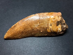 Carcharodontosaurus Tooth, from Morocco (No.4)