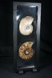 Phylloceras Ammonite Halves (In Display Case) (REF:PAH3)