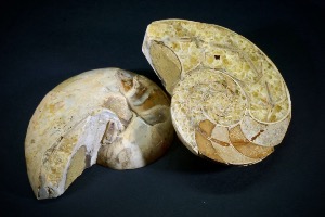 Desmoceras Ammonite Polished Pair, from Madagascar (No.112) 