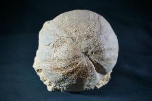 Clypeus Ploti Sea Urchin, from Cheltenham, England (REF:33)  