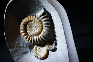 Arnioceras semicostatum Ammonite, from Dorset, Jurassic Coast, Monmouth Beach, Lyme Regis, UK (No.43)