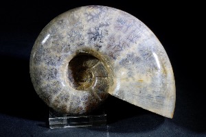 Lytoceras S.P Ammonite, from Madagascar (No.99)