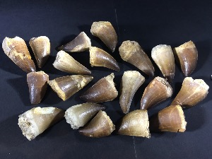 Mosasaur Tooth, from Morocco (25 Selected)