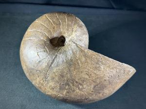 Cenoceras inornatum Nautilus, from France (REF:124)