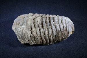 Flexicalymene Trilobite, from Morocco (No.135)