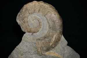 Crioceras Heteromorph Ammonite, from Drôme, France (REF:17)