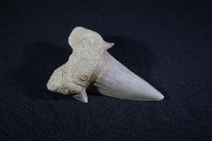 Otodus obliques Lamna Shark Tooth, from Khouibga, Nr Oued Zem, Morocco (No.19)