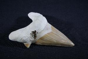 Otodus obliques Lamna Shark Tooth, from Khouibga, Nr Oued Zem, Morocco (No.20)