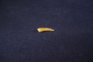 Pterosaur Tooth, from Kem Kem Formation, South East Morocco (No.261)