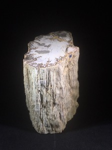 Fossil Wood, from Madagascar (No.48)