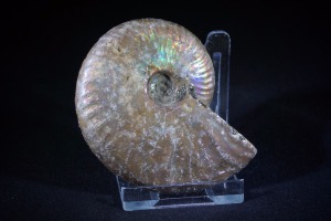 Cleoniceras Ammonite, from Madagascar (No.640)
