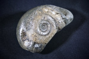 Hildoceras Ammonite, from Whitby, Yorkshire, UK (No.760)