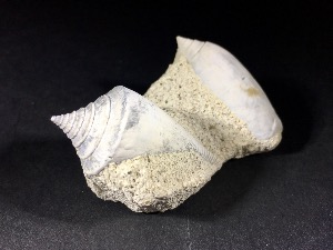 Gastropod from Florida, USA (No.82)