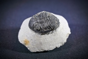 Metacanthina Trilobite, from Morocco (No.98)