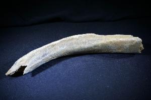 Cave Bear (Ursus Spelaeus) Rib Bone, from Romania (REF:CB2)