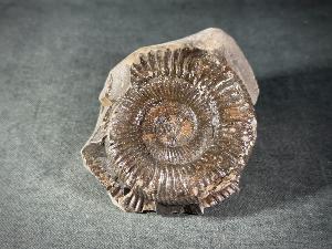 Dactylioceras Ammonite, from Whitby, Yorkshire, UK (REF:DACT7)