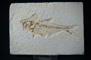 Diplomystus Fossil Fish, from Green River Formation, Wyoming, U.S.A. (REF:DFF9)
