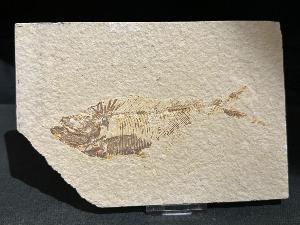 Diplomystus Fossil Fish, from Green River Formation, Wyoming, U.S.A. (REF:DIPLOFISH5)