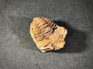 Flexicalymene Trilobite, from Morocco (FLEXI4)