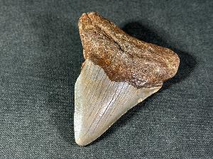 Megalodon Shark Tooth, from South Carolina, U.S.A. (REF:MT39)