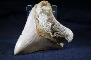 Megalodon Tooth, from Baduang Formation, Surade Bandung, West Java, Indonesia (REF:MT8) 