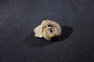 Parkinsonia Ammonite, from Sengenthal, Bavaria, Germany (REF:PAG8)