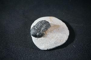 Gerastos S.P. Trilobite, from Atlas Mountains, Morocco (REF:GTM5)