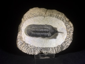 Morocconites malladoides Trilobite, from Oufaten Mount, Morocco (No.101)