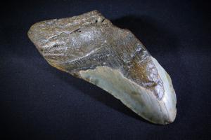 Megalodon Shark Tooth, from South Carolina, U.S.A. (No.117)