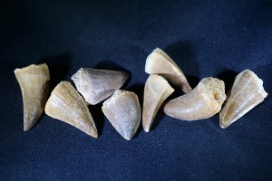 Mosasaur Tooth, from Morocco (12.50 Selected)
