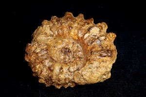 Acanthoceras Ammonite, from Texas, USA (No.122)