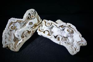 Agatised Coral, from Tampa Bay, Florida, U.S.A. (No.124)